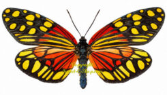 Campylotes burmanus