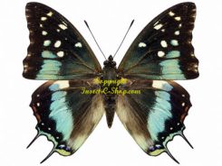 Charaxes cacuthis