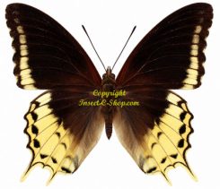 Charaxes orilus