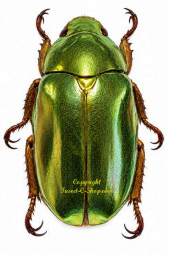 Chrysina baseti ( large )
