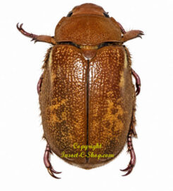 Chrysina moroni