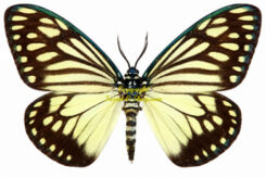 Cyclosia papilionaris
