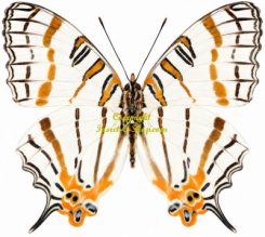 Cyrestis camillus elegans ( 5-pcs )