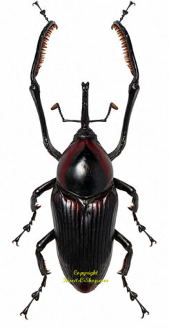 Cyrtotrachelus cf. dichrous