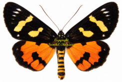 Episteme vetula