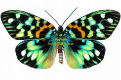 Erasmia pulchella chinensis