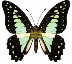 Graphium procles
