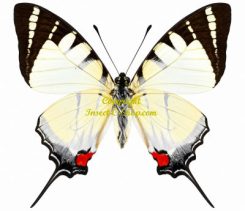Graphium stratiotes