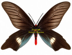 Histia flabellicornis cometaris
