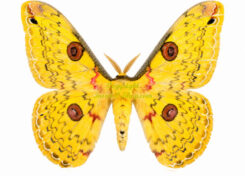 Loepa cynopis
