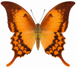 Meandrusa payeni ciminius ( rare female )