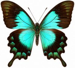 Papilio ( Achillides ) lorquinianus esmae