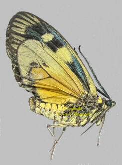 Pidorus sp.