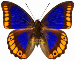 Prepona deiphile escalantiana