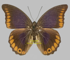 Prepona deiphile escalantiana ( rare female )