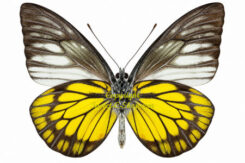 Prioneris cornelia
