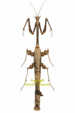 Toxodera sp.  RARE