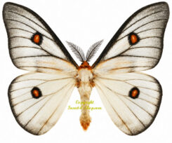 Ceranchia apollina