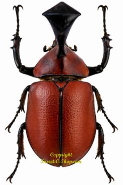 Golofa pizarro