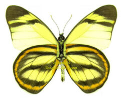 Hesperocharis hirlanda ninguida