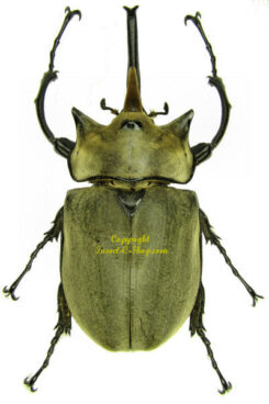 Megasoma elephas elephas