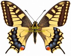 Papilio machaon machaon ( rare )