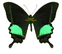Achillides ( Papilio ) paris dempo - rare