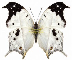 Salamis anacardii duprei